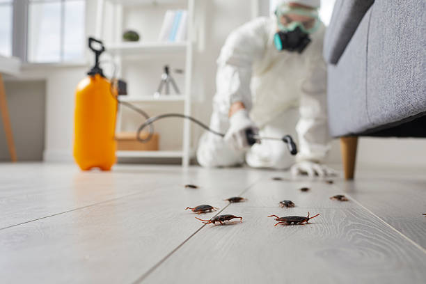 Post-Treatment Bed Bug Interceptor Monitoring in Hayfield